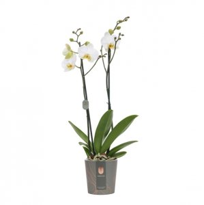 Planten en groendecoratie