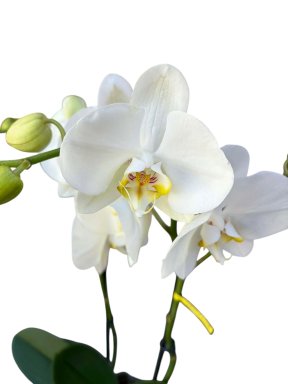 Planten en groendecoratie