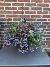 MD245630 Hangpot mix zomerbloeiers