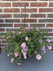 MD245930 Hangpot Calibrachoa dubbelbloemig roze