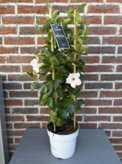 MD246030 Mandevilla