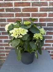 MD246130 Hydrangea wit Crystal Palace