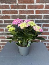 MD246230 Hydrangea roze