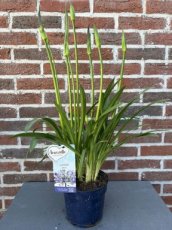 MD246330 Agapanthus blauw