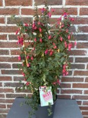 Fuchsia roze/paars