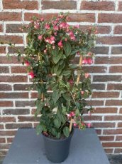 MD246530 Fuchsia roze/wit