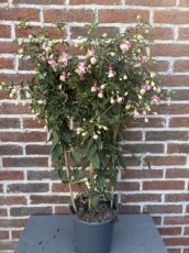 MD246630 Fuchsia lichtroze/wit