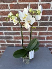 MD246730 Orchidee Wit