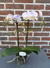MD246830 Orchidee roze