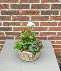 Bloemenmand buiten klein – rijkgevulde zomerbloeiers