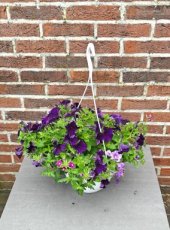 MD247230 Hangpot met eenjarigen paars