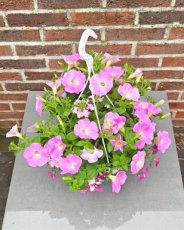 MD247330 Hangpot met eenjarigen roze