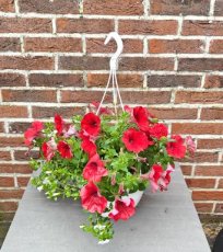 MD247430 Hangpot met eenjarigen mix