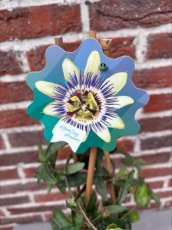 MD247830-B Passiflora-blauw
