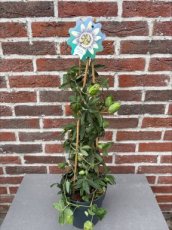 MD247830 Passiflora