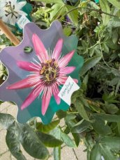 MD247830-R Passiflora-roze