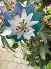 MD247830-W Passiflora-wit