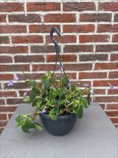 MD247930 Streptocarpus