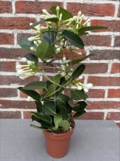 MD248030 Stephanotis