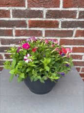 MD248130 Petunia schaal