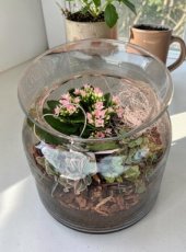 MD248230 Kamerplantjes arrangement