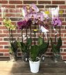 Orchidee hoog 2 takken gekleurd